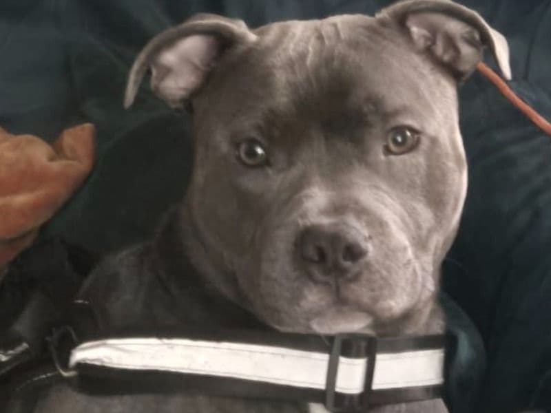 Staffordshire Bull Terrier 10 months old male medium named Storm for breeding in Greater London, England | Petmeetly