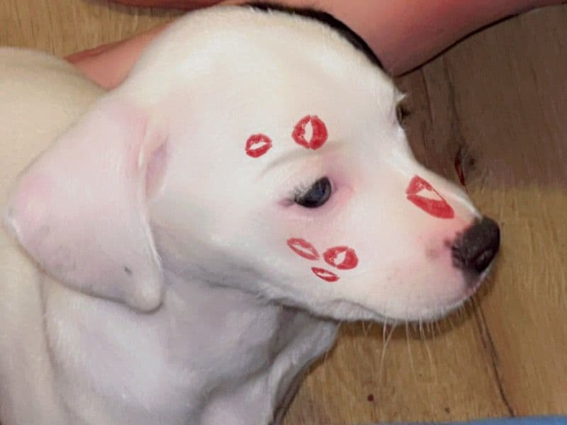 Pit Bull Terrier 3 months old male small named Snoop for sale in Jefferson County, Alabama | Petmeetly