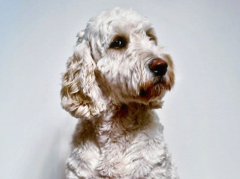 Dolly primary photo