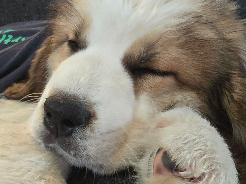 Saint Bernard 9 months old female small named Anya for breeding in Steele County, Minnesota | Petmeetly