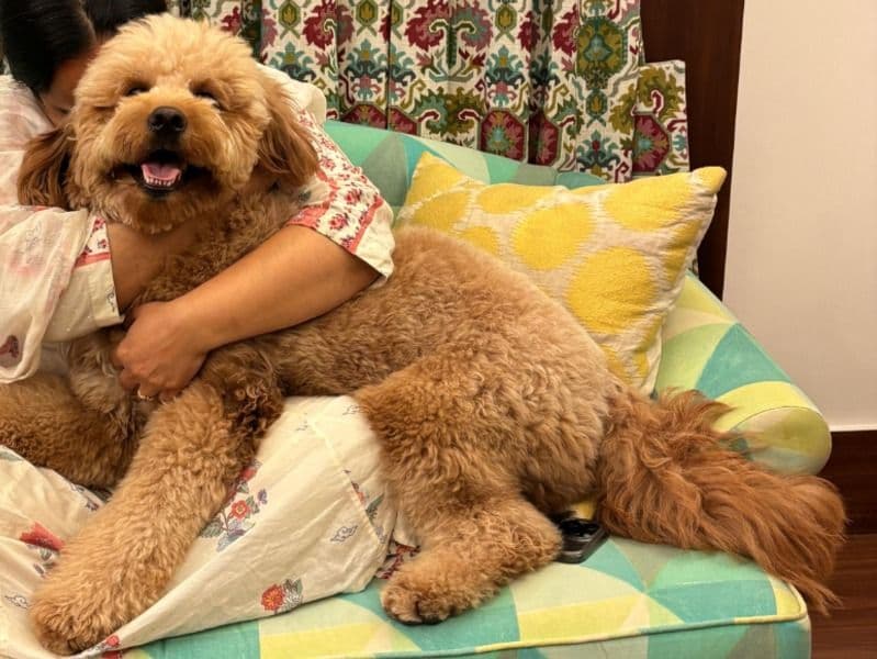 Goldendoodle 2 years 5 months old male medium named Atlas for breeding in Delhi Division, Delhi | Petmeetly