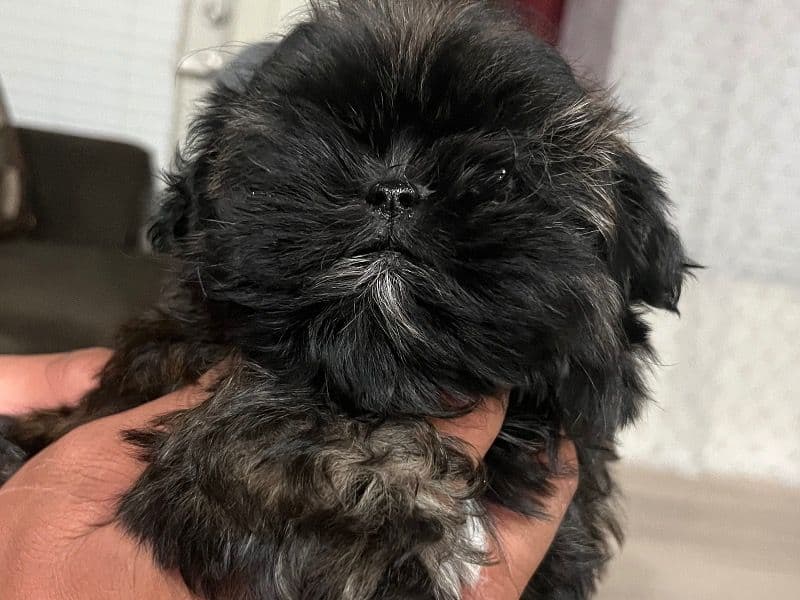 Shih Tzu 2 months old female small named Female 3 for breeding in Lockhart, Texas | Petmeetly