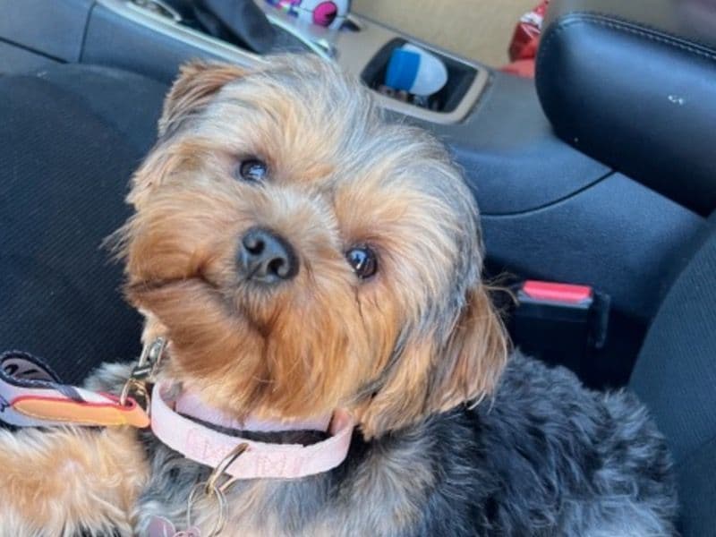Yorkshire Terrier 3 years 5 months old female small named Sophie for breeding in Adams County, Colorado | Petmeetly