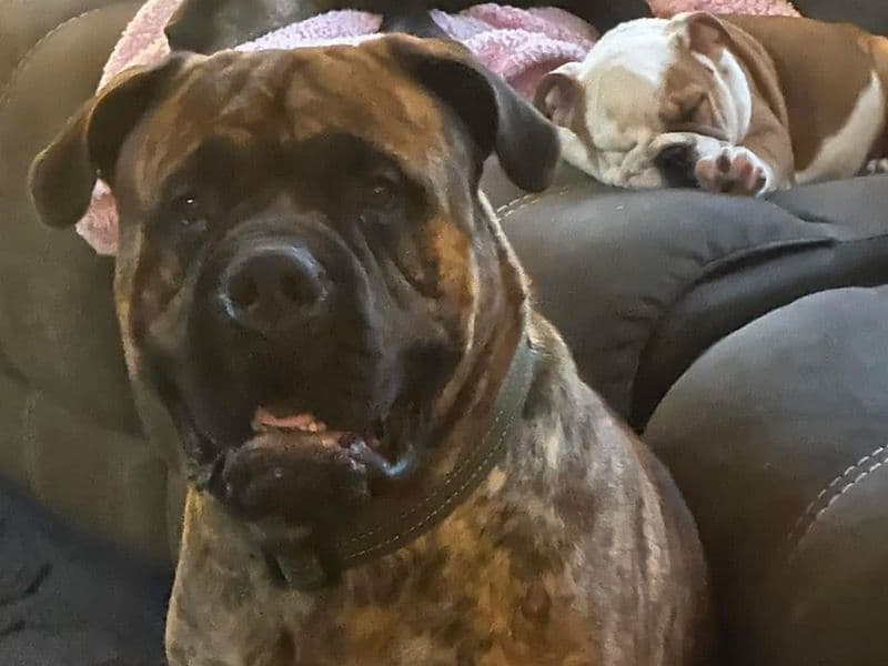 Bullmastiff 2 years 1 month old male extra large named Bunker for breeding in Harrison County, West Virginia | Petmeetly