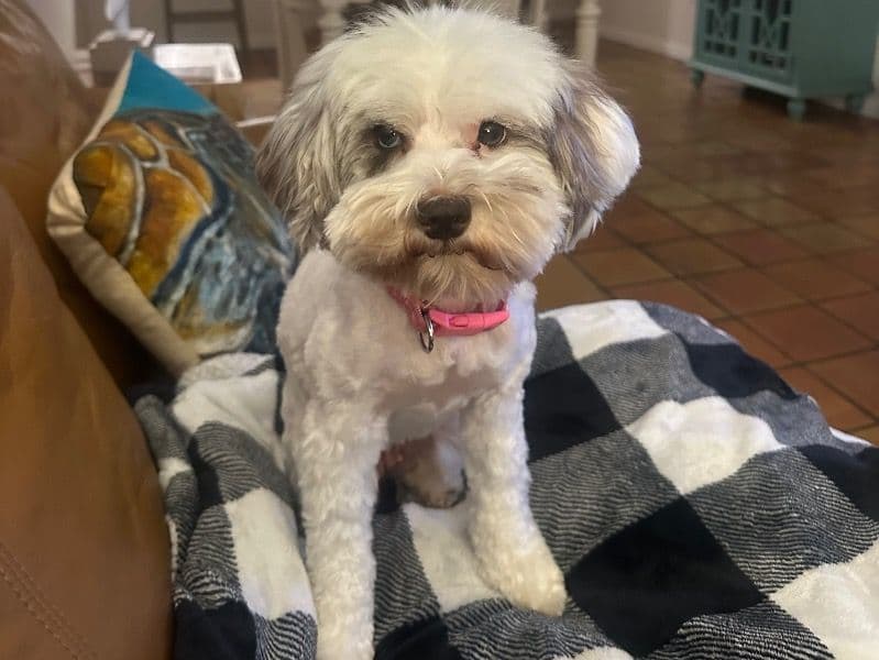 Maltese 3 years 4 months old female small named Winnie for breeding in Brevard County, Florida | Petmeetly