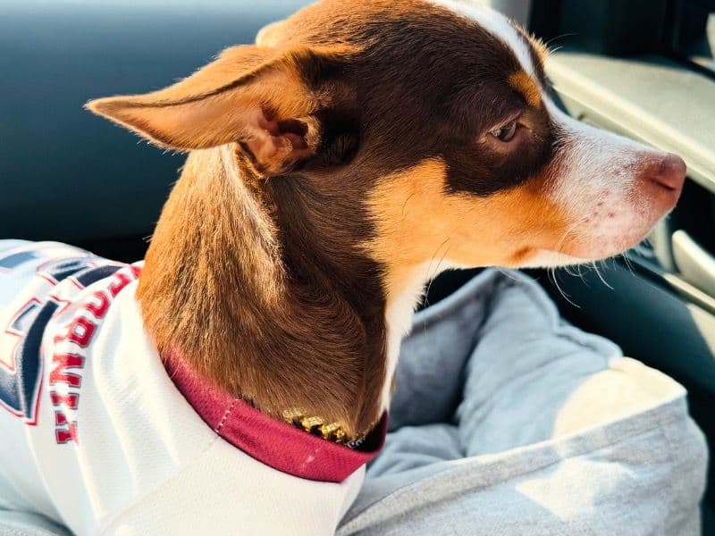 Deerhead chihuahua 1 year 1 month old male small named Ace for breeding in Toronto, Ontario | Petmeetly