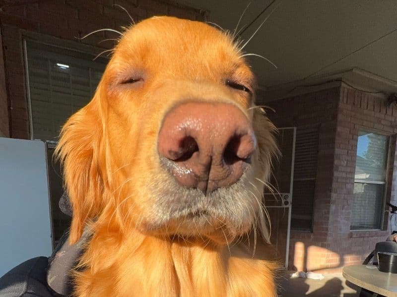 Golden Retriever 4 years 5 months old female large named Luna for breeding in Harris County, Texas | Petmeetly