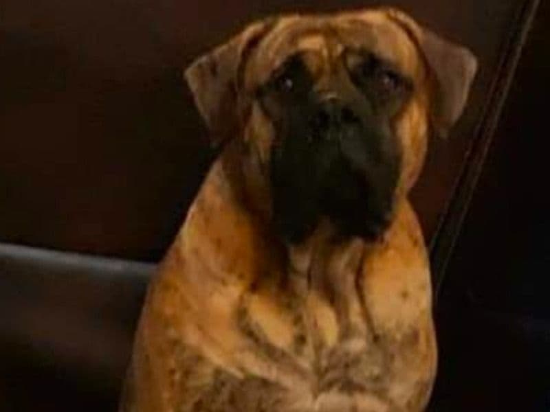 Presa Canario 3 years old male extra large named King for breeding in Gwinnett County, Georgia | Petmeetly