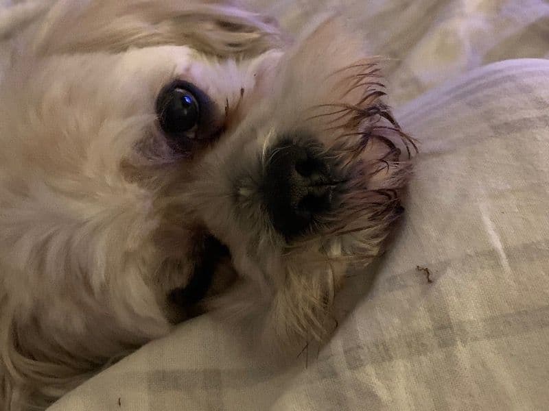 Lhasa Apso 6 years 1 month old male small named Dave for breeding in South Yorkshire, England | Petmeetly
