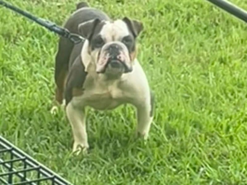White English Bulldog 2 years 7 months old male medium named Chase for breeding in Harris County, Texas | Petmeetly