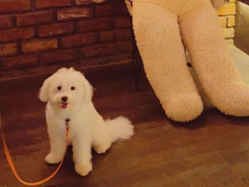 Fluffy primary photo