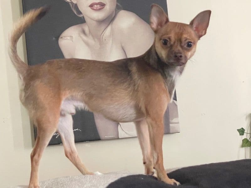 Deerhead chihuahua 1 year 9 months old male medium named King for breeding in Brant County, Ontario | Petmeetly