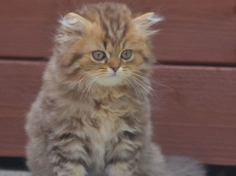 Coco primary photo