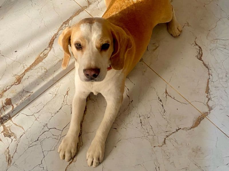 Beagle 4 years 11 months old male medium named Leo for breeding in Bangalore Division, Karnataka | Petmeetly