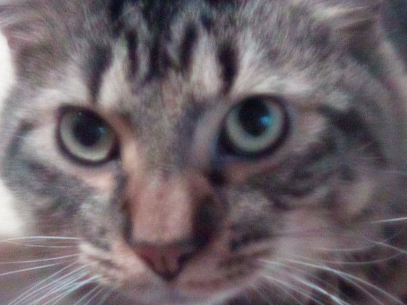 American Longhair 6 months old male named Mylo for sale in Wayne County, Michigan | Petmeetly