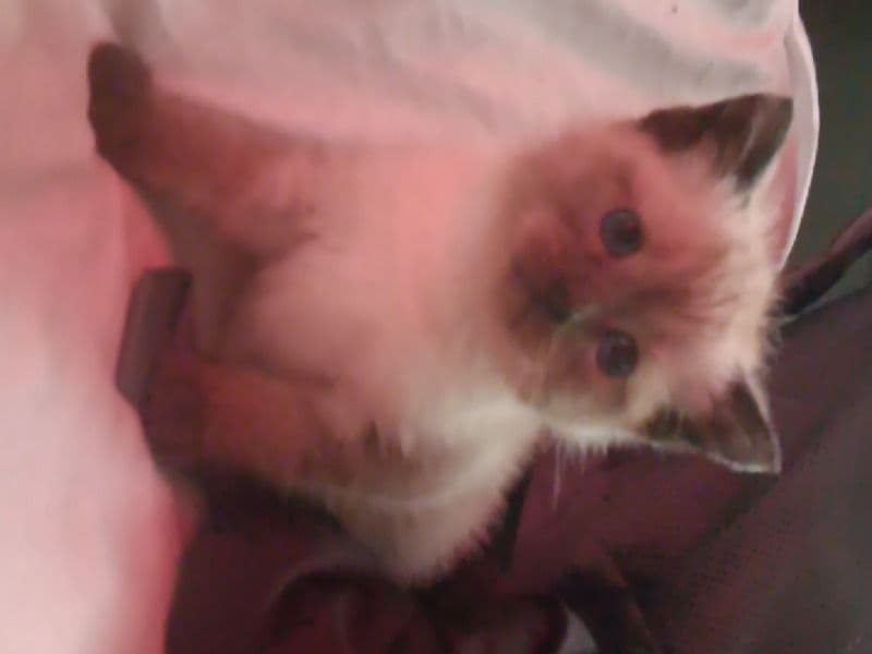 Siamese 1 month old female named Snowball for sale in Los Angeles County, California | Petmeetly