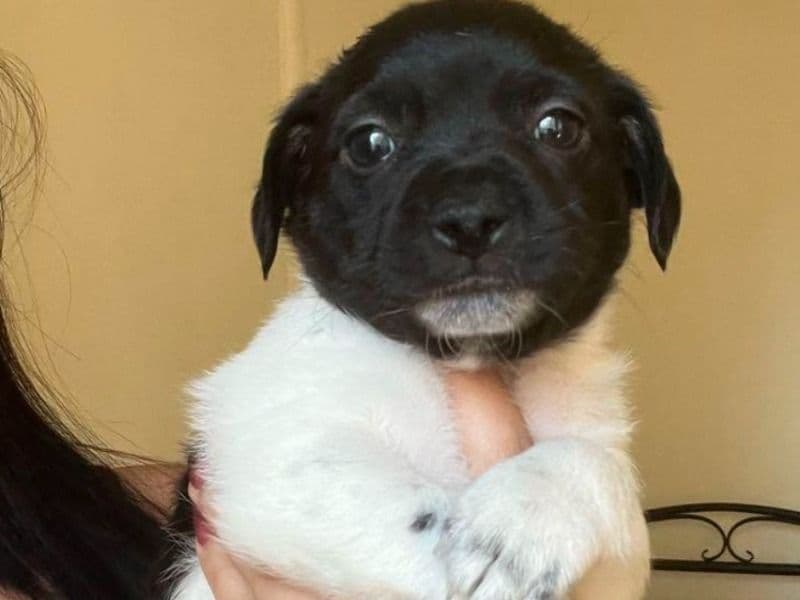 Rat Terrier 2 months old male small named Chester for sale in San Bernardino County, California | Petmeetly