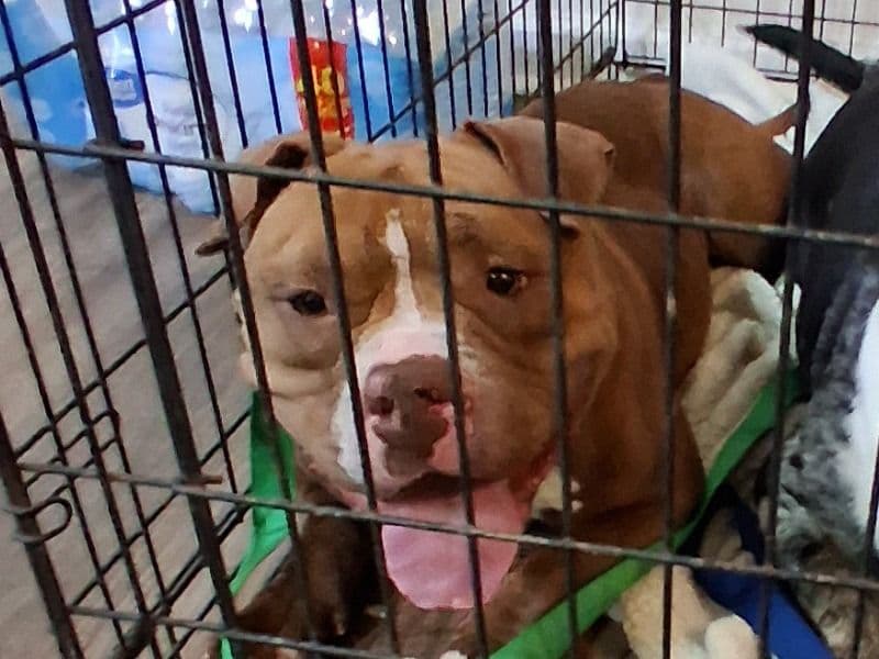 Pocket Bully 2 years old female medium named Bonnie for adoption in Gainesville, Georgia | Petmeetly