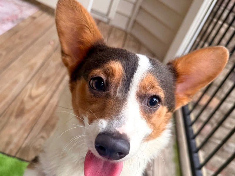 Corgi 1 year 6 months old female medium named Pearl for breeding in Lee County, North Carolina | Petmeetly
