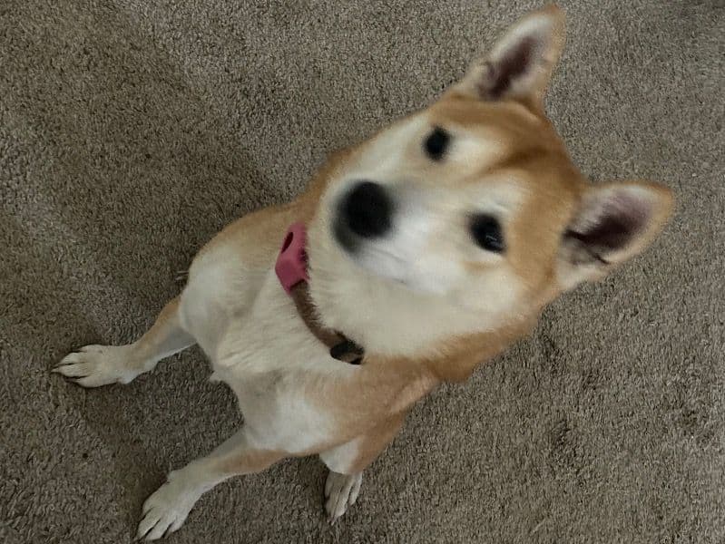 Shiba Inu 4 years 2 months old female medium named Ohana for sale in McHenry County, Illinois | Petmeetly