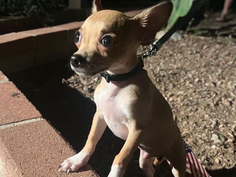 Chihuahua 2 years 4 months old male small named Chesty for sale in Mohave County, Arizona | Petmeetly