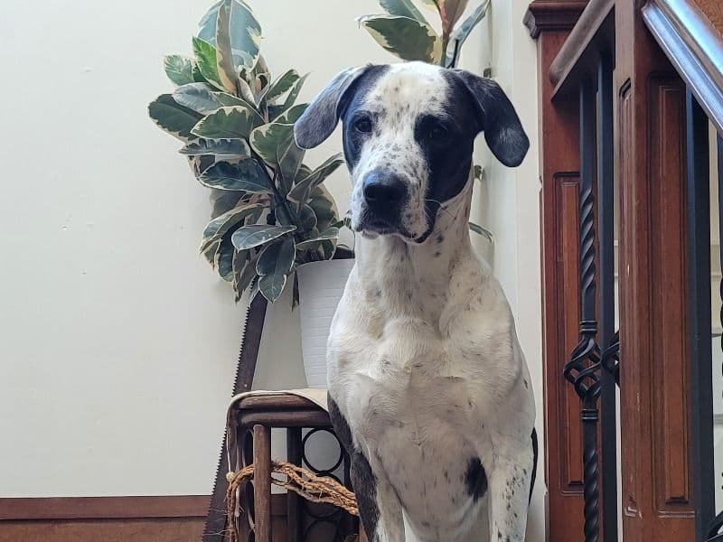 Oliver primary photo