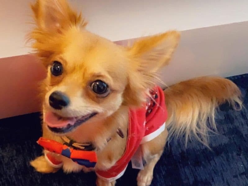 Long hair Chihuahua 5 years 4 months old female medium named Tessa for sale in Southend-on-Sea, England | Petmeetly