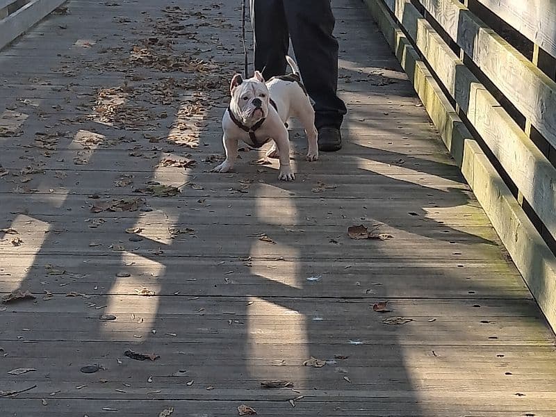 American Bully 1 year old male small named Ghost Face for breeding in Benton County, Arkansas | Petmeetly