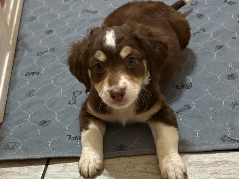 Australian Shepherd 2 months old male small named Boy for sale in Maricopa County, Arizona | Petmeetly