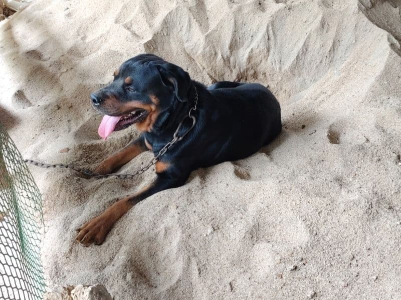 German Rottweiler 3 years 9 months old male large named Rottweiler for breeding in Nagpur Division, Maharashtra | Petmeetly