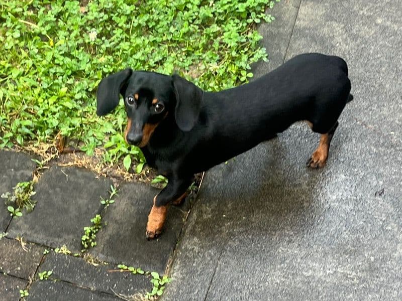 Miniature Dachshund 2 years 5 months old male small named Blue for breeding in Gwinnett County, Georgia | Petmeetly