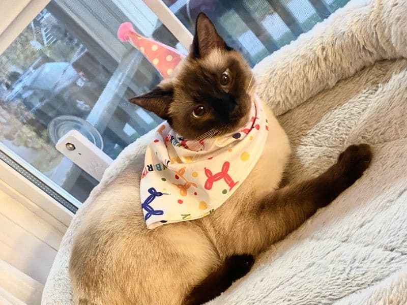 Ragdoll 1 year 6 months old female named Cinnamon for breeding in Calgary, Alberta | Petmeetly
