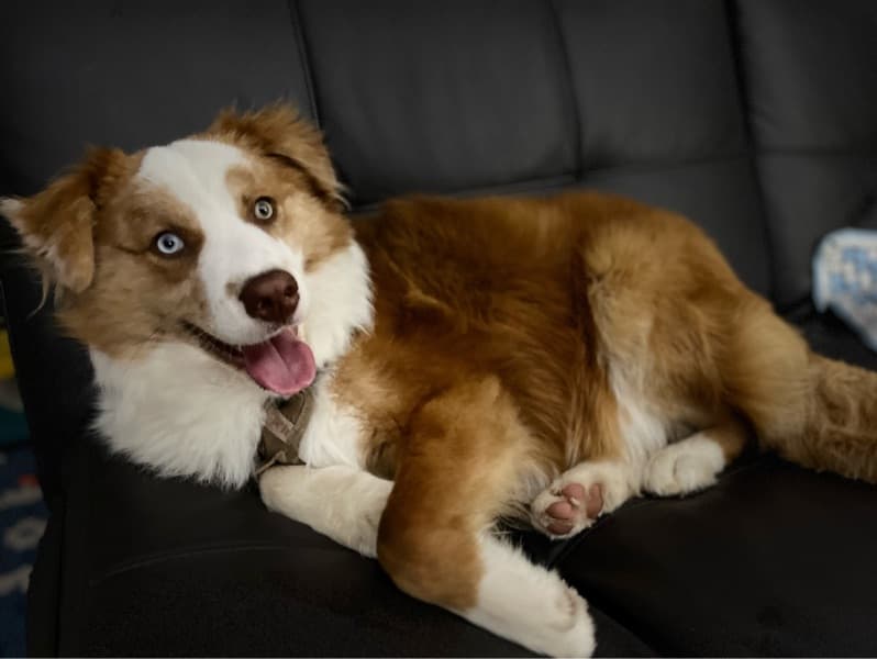 Australian Shepherd 1 year 3 months old male medium named Junior for breeding in Sumner County, Tennessee | Petmeetly