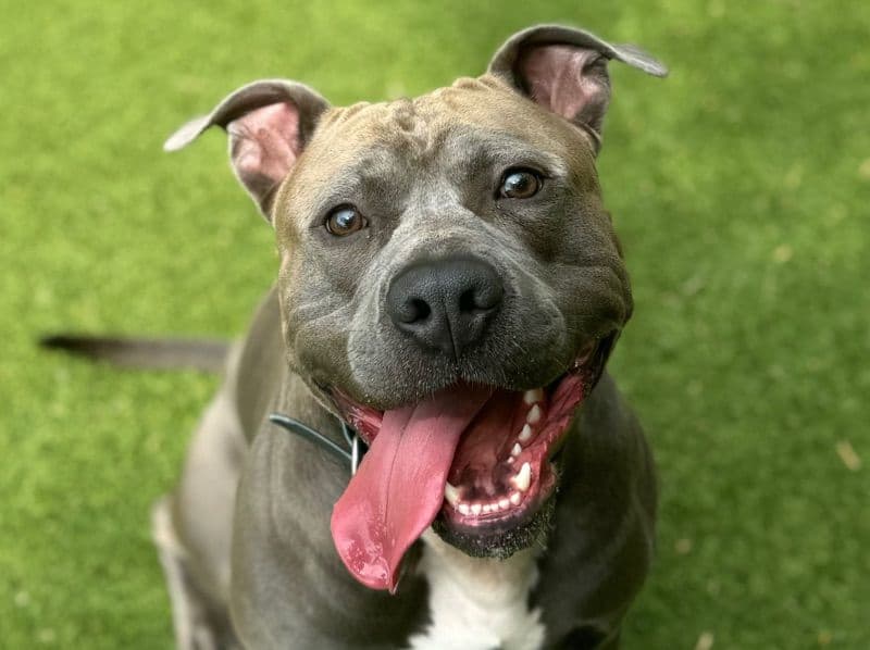 Blue nose Pitbull 3 years 10 months old male large named Ammo for breeding in Hamilton County, Tennessee | Petmeetly