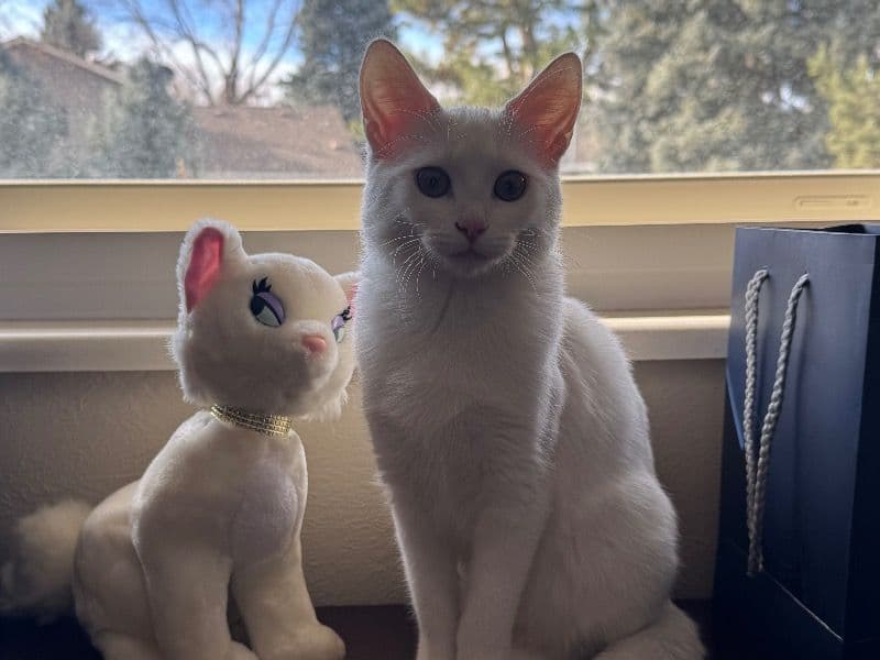 Turkish Angora 1 year 4 months old female named Duchess for breeding in Arapahoe County, Colorado | Petmeetly