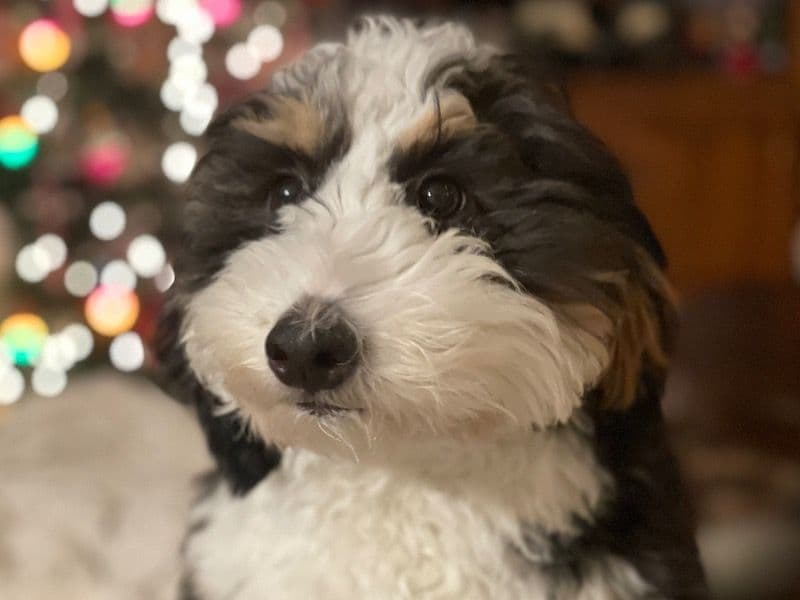 Callie primary photo