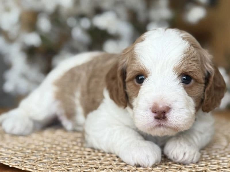 Cavapoo (Cavadoodle) 4 months old male small named Chippy for sale in Los Angeles County, California | Petmeetly