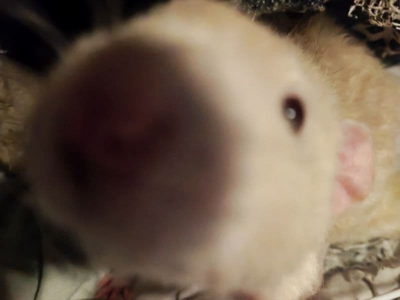 Gnocchi - Common Rat | Petmeetly