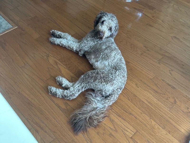 Double doodle 4 years old male large named Bentley Boo for breeding in Mecklenburg County, North Carolina | Petmeetly