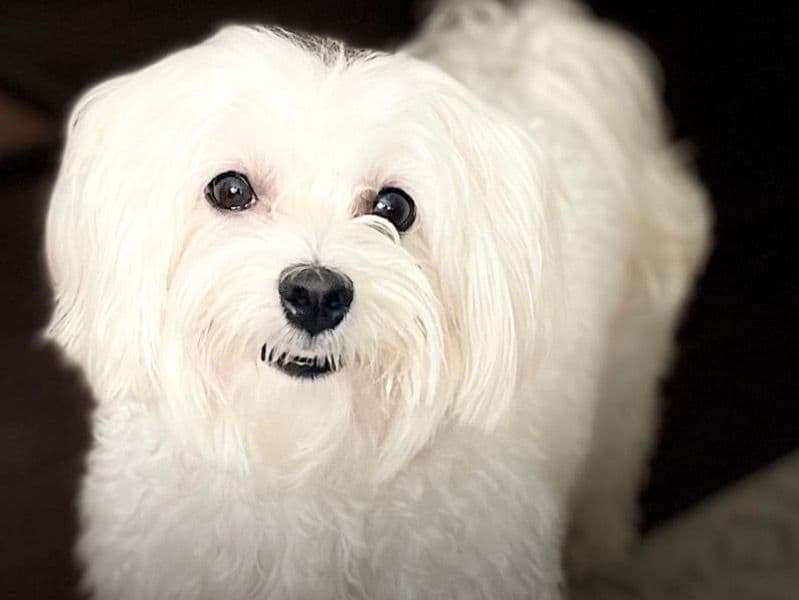Maltese 5 years 2 months old female small named Lola for breeding in Harris County, Texas | Petmeetly