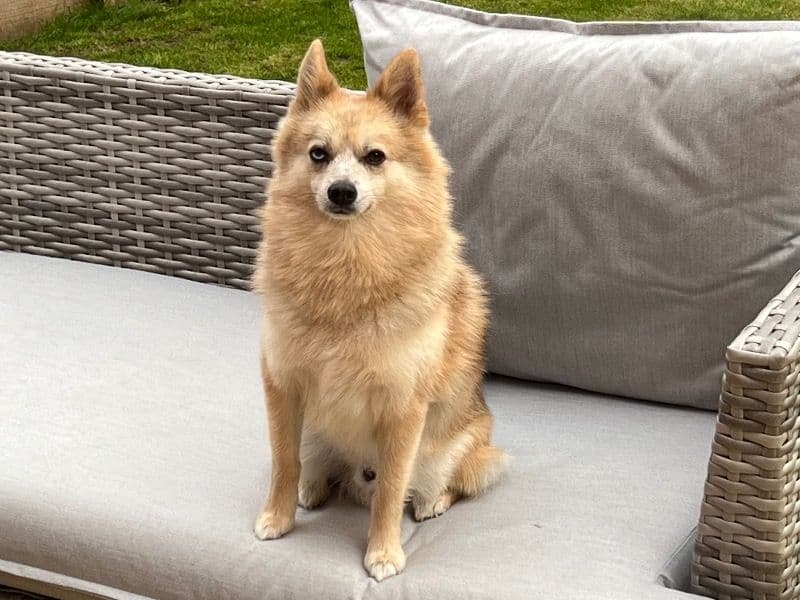 Simba primary photo