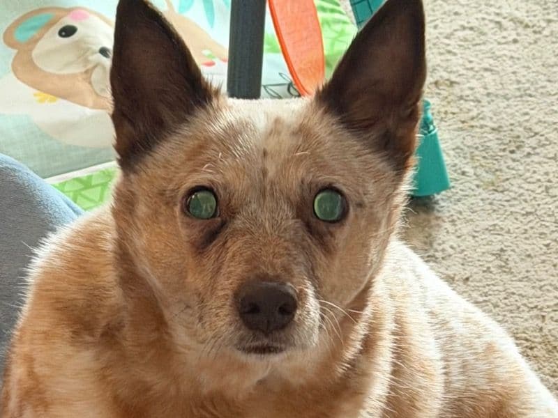 Australian Cattle Dog 6 years old male medium named chewy for adoption in Laramie County, Wyoming | Petmeetly