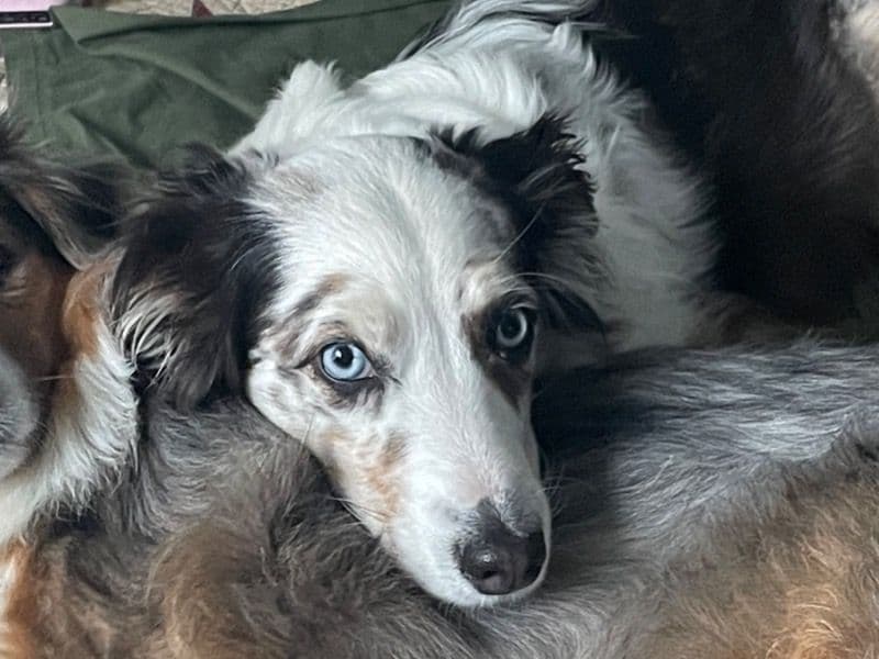 Trixie primary photo