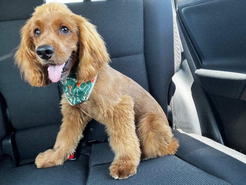 Toby primary photo