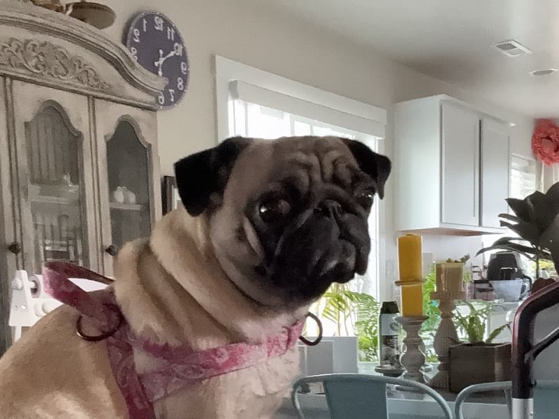 Pug 3 years old female medium named Sansa for breeding in Ada County, Idaho | Petmeetly