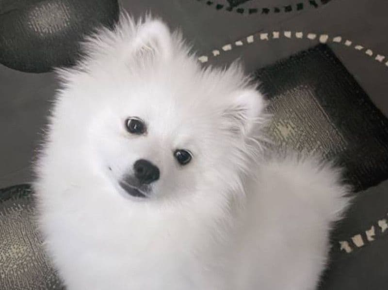 American Eskimo 3 years 11 months old male small named Cloud for breeding in Orange County, California | Petmeetly