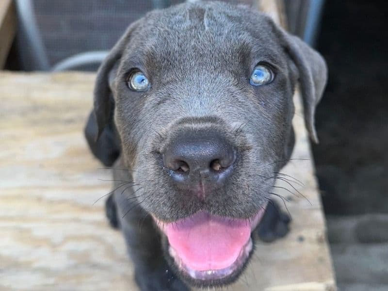 Cane Corso 8 months old female medium named Castiella for breeding in Kings County, New York | Petmeetly