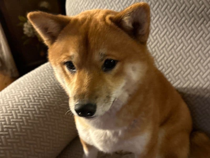 Foxy primary photo