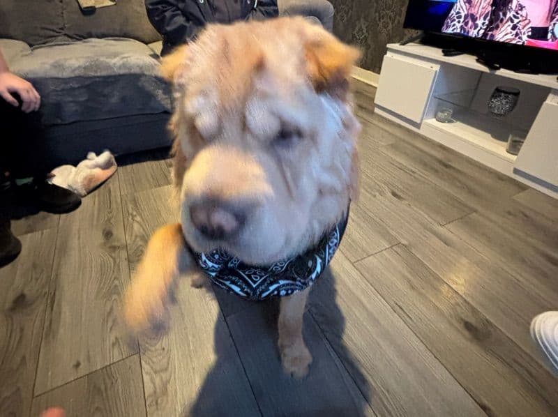 Simba primary photo