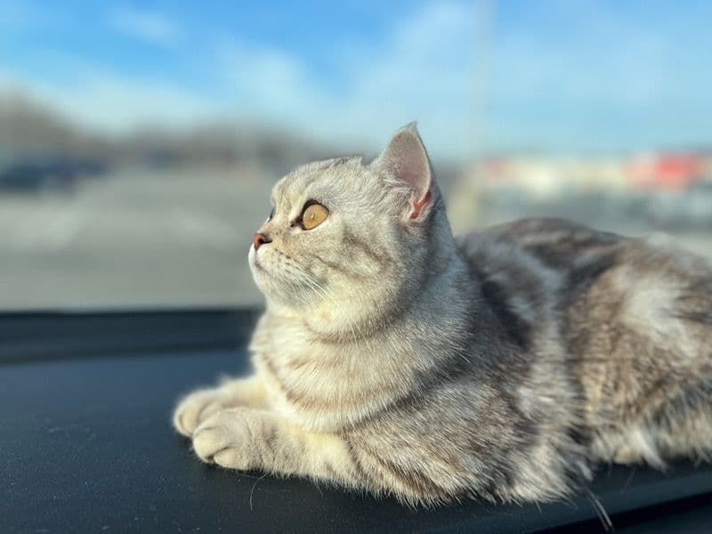 British Shorthair 2 years 10 months old female named Mia for breeding in King County, Washington | Petmeetly